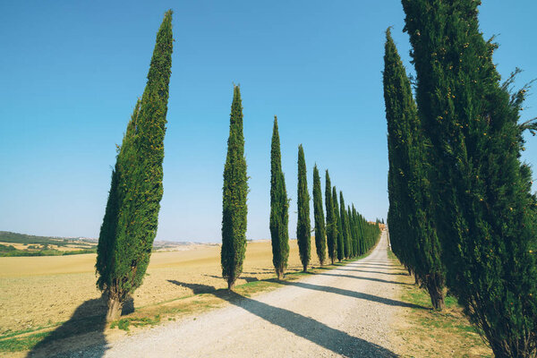 Faded film filter - Tuscany landscape of cypress trees row along side road in countryside of Italy. Cypress trees define the signature of Tuscany known by many tourists visiting Italy.
