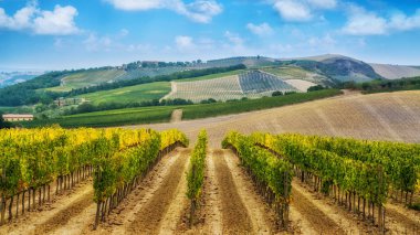 Bağ manzara Toskana, İtalya. Tuscany üzüm bağları vardır ev sahipliği İtalya'nın en önemli şarap.