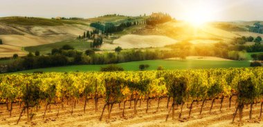 Bağ manzara Toskana, İtalya. Tuscany üzüm bağları vardır ev sahipliği İtalya'nın en önemli şarap.