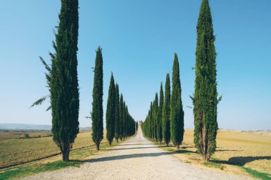 Solmuş film filtre - selvi ağaçları satır kırsalında yan yol boyunca İtalya'nın Tuscany manzara. Selvi ağaçları Toskana İtalya ziyaret birçok turistler tarafından bilinen imza tanımlamak.