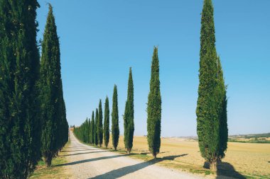 Solmuş film filtre - selvi ağaçları satır kırsalında yan yol boyunca İtalya'nın Tuscany manzara. Selvi ağaçları Toskana İtalya ziyaret birçok turistler tarafından bilinen imza tanımlamak.