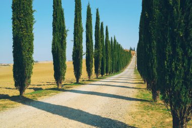 Solmuş film filtre - selvi ağaçları satır kırsalında yan yol boyunca İtalya'nın Tuscany manzara. Selvi ağaçları Toskana İtalya ziyaret birçok turistler tarafından bilinen imza tanımlamak.