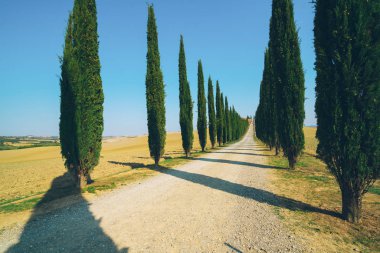 Solmuş film filtre - selvi ağaçları satır kırsalında yan yol boyunca İtalya'nın Tuscany manzara. Selvi ağaçları Toskana İtalya ziyaret birçok turistler tarafından bilinen imza tanımlamak.