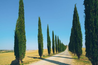 Solmuş film filtre - selvi ağaçları satır kırsalında yan yol boyunca İtalya'nın Tuscany manzara. Selvi ağaçları Toskana İtalya ziyaret birçok turistler tarafından bilinen imza tanımlamak.