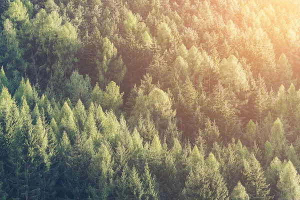 Grüner Wald Aus Tannen Und Kiefern Landschaft Hintergrund Der Wildnis — Stockfoto