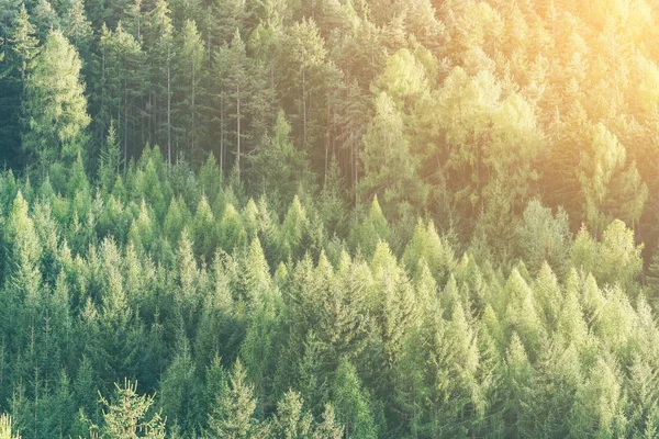 Floresta Verde Abetos Pinheiros Paisagem Fundo Área Natureza Selvagem Conceito — Fotografia de Stock