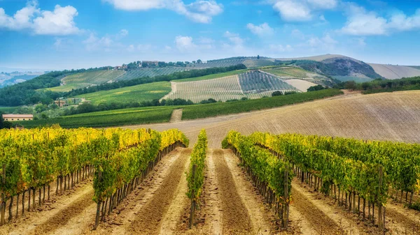 Weinbaulandschaft Der Toskana Italien Die Weinberge Der Toskana Sind Die — Stockfoto