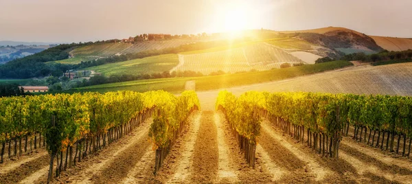 葡萄园风景在托斯卡纳 意大利 托斯卡纳葡萄园是意大利最著名的葡萄酒的故乡 — 图库照片
