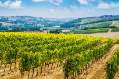 Bağ manzara Toskana, İtalya. Tuscany üzüm bağları vardır ev sahipliği İtalya'nın en önemli şarap.