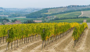 Bağ manzara Toskana, İtalya. Tuscany üzüm bağları vardır ev sahipliği İtalya'nın en önemli şarap.