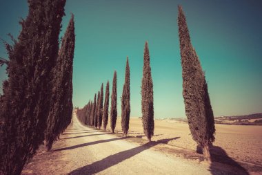 Vintage filtre - selvi ağaçları satır kırsalında yan yol boyunca İtalya'nın Tuscany manzara. Selvi ağaçları Toskana İtalya ziyaret birçok turistler tarafından bilinen imza tanımlamak.