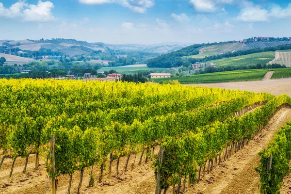 Weinbaulandschaft Der Toskana Italien Die Weinberge Der Toskana Sind Die — Stockfoto