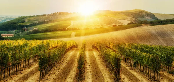 Weinbaulandschaft Der Toskana Italien Die Weinberge Der Toskana Sind Die — Stockfoto