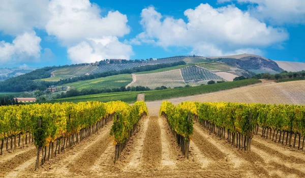 Vineyard Landscape Tuscany Italy Tuscany Vineyards Home Most Notable Wine — Stock Photo, Image