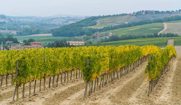 Vineyard Landscape Tuscany Italy Tuscany Vineyards Home Most Notable Wine — Stock Photo, Image