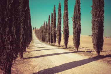 Vintage filtre - selvi ağaçları satır kırsalında yan yol boyunca İtalya'nın Tuscany manzara. Selvi ağaçları Toskana İtalya ziyaret birçok turistler tarafından bilinen imza tanımlamak.