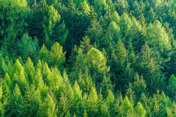 Green forest of fir and pine trees landscape background in the wilderness nature area. Concept of sustainable natural resources, healthy environment and ecology.