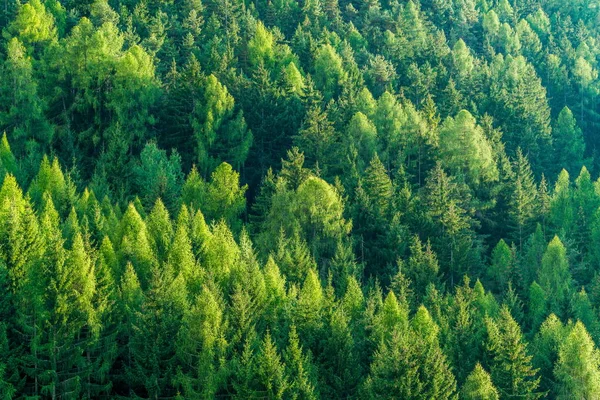 杉木和松树的绿色森林是荒野自然区的景观背景 可持续自然资源 健康环境与生态的概念 — 图库照片