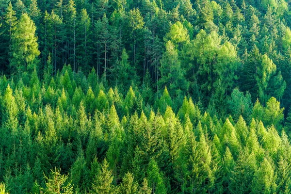 Πράσινο Δάσος Από Έλατα Και Πεύκα Δέντρα Τοπίο Φόντου Στην — Φωτογραφία Αρχείου