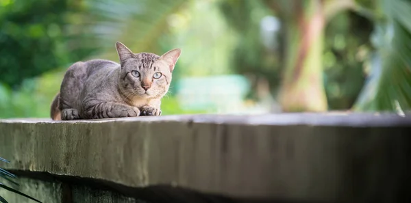 Kedi Evi Duvarda Kameraya Bakarak Gri Çizgili Kedi — Stok fotoğraf