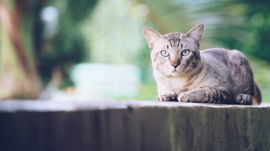 Kedi evi duvarda. Kameraya bakarak gri çizgili kedi.