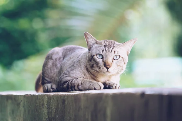 Kot Ścianie Domu Szary Kot Rozłożony Patrząc Kamery — Zdjęcie stockowe