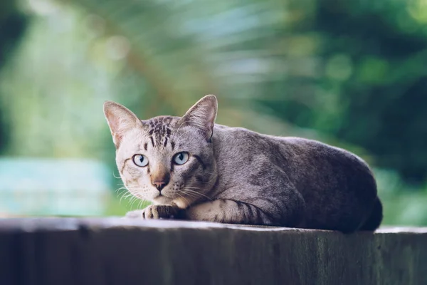 Kot Ścianie Domu Szary Kot Rozłożony Patrząc Kamery — Zdjęcie stockowe