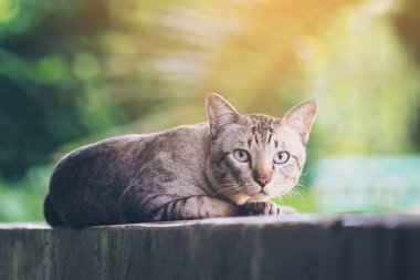 Kedi evi duvarda. Kameraya bakarak gri çizgili kedi.