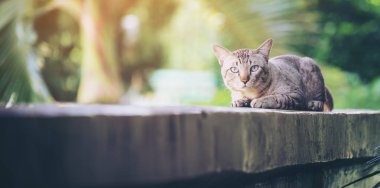 Cat on the house wall. Grey striped cat looking at camera. clipart