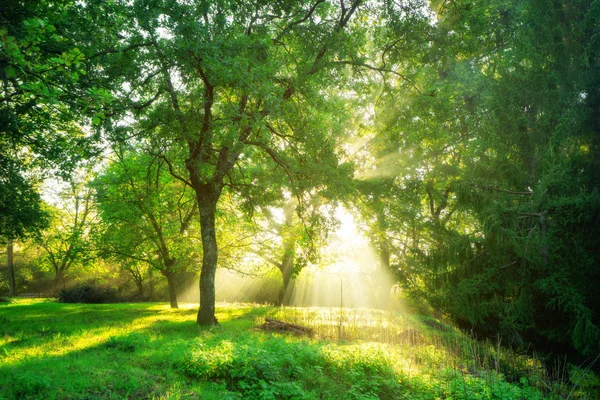 Grüner Waldhintergrund Mit Morgendlichem Sonnenaufgang Frühling Naturlandschaft — Stockfoto