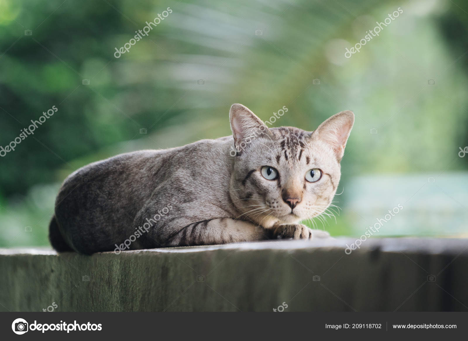 Grey Striped Cat