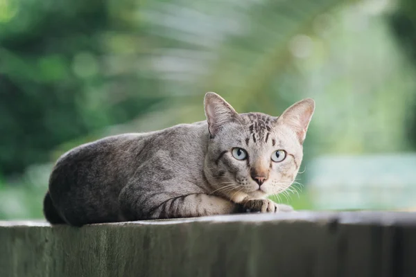 Katt Husvägg Grå Randig Katt Tittar Kameran — Stockfoto