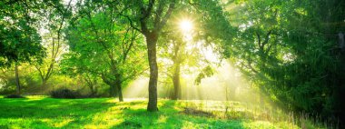 Green forest background with morning sunrise in spring season. Nature landscape. clipart