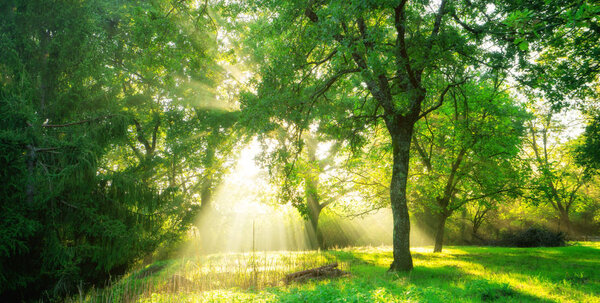 Green forest background with morning sunrise in spring season. Nature landscape.