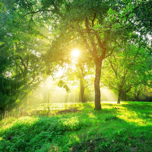 Green forest background with morning sunrise in spring season. Nature landscape.