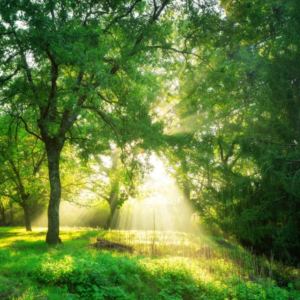Green forest background with morning sunrise in spring season. Nature landscape.