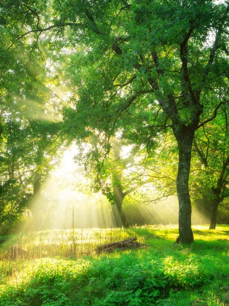 Grüner Waldhintergrund Mit Morgendlichem Sonnenaufgang Frühling Naturlandschaft — Stockfoto