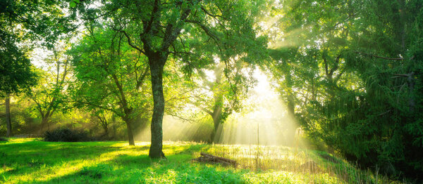 Green forest background with morning sunrise in spring season. Nature landscape.