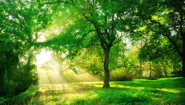 Green forest background with morning sunrise in spring season. Nature landscape.