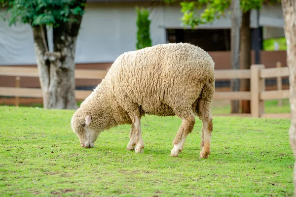 Moutons Sur Champ Herbe Verte Dans Ferme Été — Photo