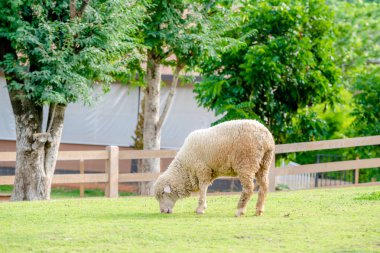 Sheep on green grass field in farm house in summer. clipart