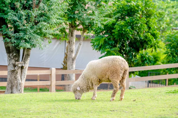 Schapen Groen Grasveld Boerderij Zomer — Stockfoto