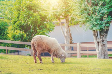 Koyun çiftlik yaz yeşil çim sahada.