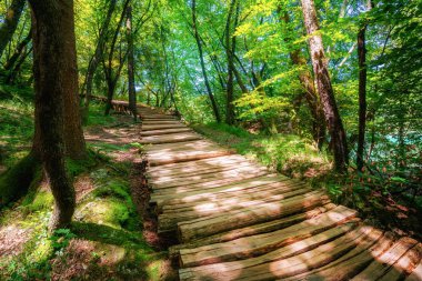 Güzel ahşap yol iz yemyeşil orman manzara Plitvice Gölleri Milli Parkı'nda, Unesco Dünya Mirası ve ünlü seyahat hedef Hırvatistan üzerinden trekking doğa için.