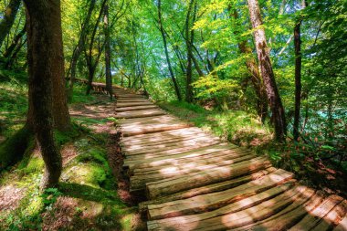 Beautiful wooden path trail for nature trekking through lush forest landscape in Plitvice Lakes National Park, UNESCO natural world heritage and famous travel destination of Croatia. clipart