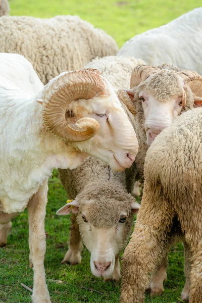 Koyun Çiftlik Yaz Yeşil Çim Sahada — Stok fotoğraf
