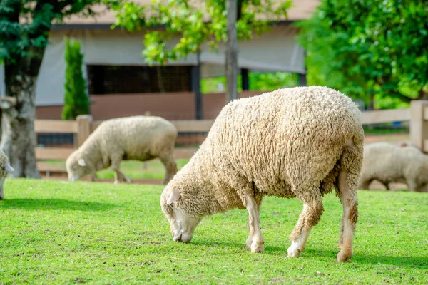 Schapen Groen Grasveld Boerderij Zomer — Stockfoto