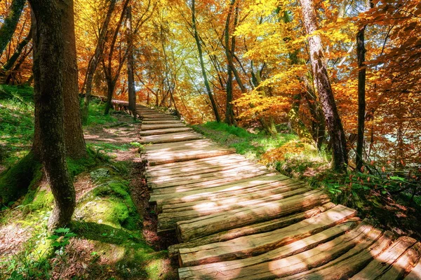 Mooie Houten Pad Trail Voor Natuur Trekking Door Weelderige Boslandschap — Stockfoto