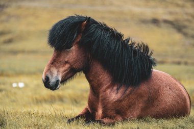 İzlanda 'nın manzaralı doğasında İzlanda atı.