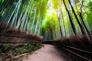 Arashiyama Bambu Ormanı ünlü yer Kyoto Japonya